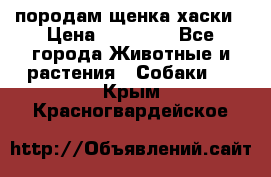 породам щенка хаски › Цена ­ 10 000 - Все города Животные и растения » Собаки   . Крым,Красногвардейское